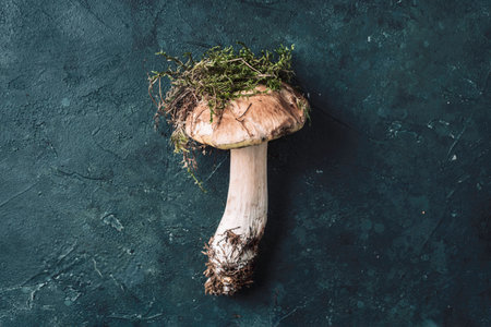 Boletus edulis mushroom on dark background. Copy space. Top view. Organic forest food, edible fresh picked Porcini mushroom. Autumn harvest concept. Cep mushroom pickingの写真素材