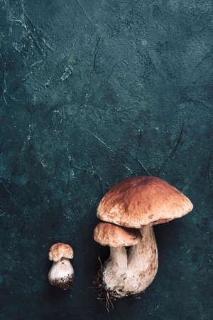Organic forest food, edible fresh picked Porcini mushroom. Autumn harvest concept. Boletus edulis mushrooms on dark background. Copy space. Top view.の写真素材