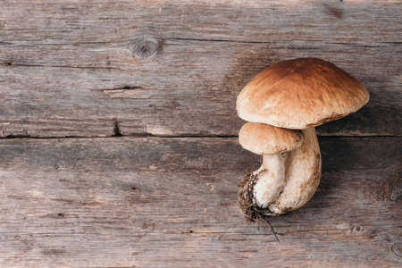 Boletus edulis mushroom on wooden background. Copy space. Top view. Organic forest food, edible fresh picked Porcini mushroom. Autumn harvest concept. Cep mushroom pickingの写真素材