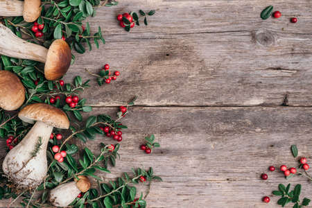 Boletus edulis mushroom and red lingonberries on wooden background. Copy space. Top view. Organic forest food, edible fresh picked Porcini mushroom. Autumn harvest concept. Cep mushroom pickingの写真素材