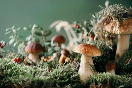 Fresh porcini mushroom in green moss. Autumn harvest concept. Boletus edulis, cep mushrooms. Copy space. Organic forest food, green grass, red lingonberryの写真素材