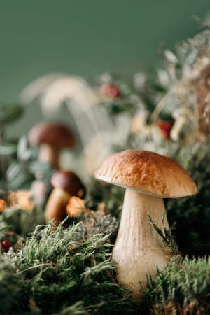 Fresh porcini mushroom in green moss. Autumn harvest concept. Boletus edulis, cep mushrooms. Copy space. Organic forest food, green grass, red lingonberryの写真素材