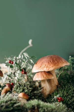 Fresh porcini mushroom in green moss. Autumn harvest concept. Boletus edulis, cep mushrooms. Copy space. Organic forest food, green grass, red lingonberryの写真素材