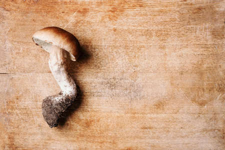 Cep mushroom picking. Boletus edulis mushroom on wooden background. Copy space. Top view. Organic forest food, edible fresh picked Porcini mushroom. Autumn harvest concept.の写真素材