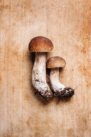 Cep mushroom picking. Boletus edulis mushroom on wooden background. Copy space. Top view. Organic forest food, edible fresh picked Porcini mushroom. Autumn harvest concept.の写真素材