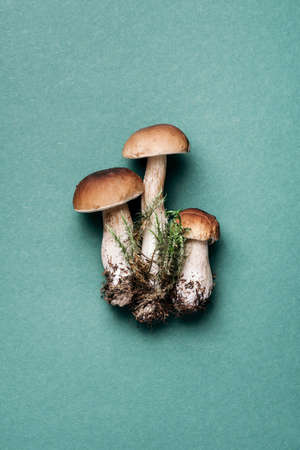 Cep mushroom picking. Boletus edulis mushroom on green background. Copy space. Top view. Organic forest food, edible fresh picked Porcini mushroom. Autumn harvest concept.の写真素材