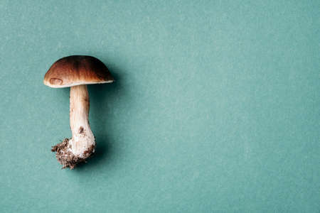 Cep mushroom picking. Boletus edulis mushroom on green background. Copy space. Top view. Organic forest food, edible fresh picked Porcini mushroom. Autumn harvest concept.の写真素材