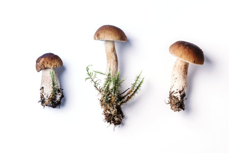 Cep mushroom picking. Boletus edulis mushroom isolated on white background. Copy space. Top view. Organic forest food, edible fresh picked Porcini mushroom. Autumn harvest concept.の写真素材