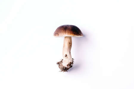 Boletus edulis mushroom isolated on white background. Copy space. Top view. Organic forest food, edible fresh picked Porcini mushroom. Autumn harvest concept. Cep mushroom pickingの写真素材