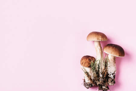Boletus edulis mushroom on pink background. Copy space. Top view. Organic forest food, edible fresh picked Porcini mushroom. Autumn harvest concept. Cep mushroom pickingの写真素材