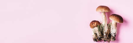 Cep mushroom picking. Boletus edulis mushroom on pink background. Copy space. Banner. Top view. Organic forest food, edible fresh picked Porcini mushroom. Autumn harvest concept.の写真素材