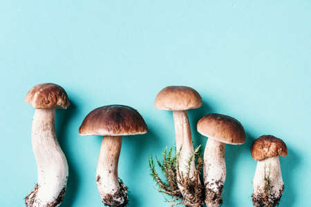 Autumn harvest concept. Fresh picked Porcini mushrooms in basket. Fresh forest boletus mushrooms on blue background. Top view. Copy space.の写真素材