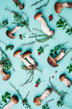 Autumn harvest concept. Fresh picked Porcini mushrooms and space for your text. Creative food pattern. Fresh forest boletus mushroom on blue background. Top view. Copy space.の写真素材