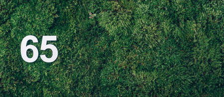 Green grass, digit sixty-five. Birthday greeting card with inscription 65. Anniversary concept. Banner. Top view. White numeral, moss background. Numerical digit, Celebration event, template, flyerの写真素材