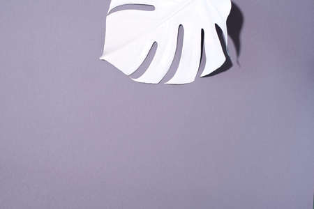 White painted monstera tropical leaf on grey background. Summer minimal concept.の写真素材