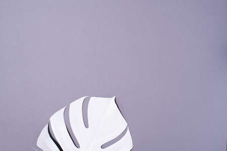 White painted monstera tropical leaf on grey background. Summer minimal concept.の写真素材