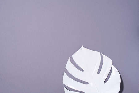 White painted monstera tropical leaf on grey background. Summer minimal concept.の写真素材
