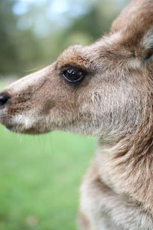 Kangaroo under a afternoon sky