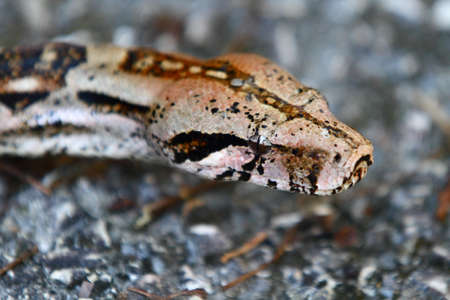 Mexican Boa in the jungle
