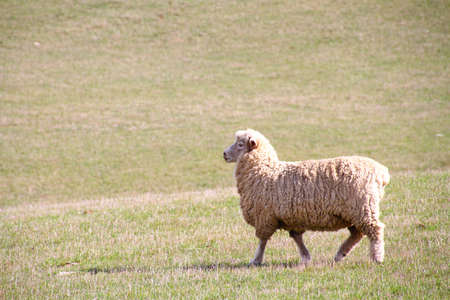 Sheep walking on a grassy field