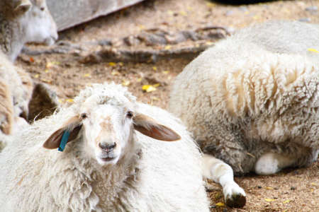 Sheep in a farmの写真素材