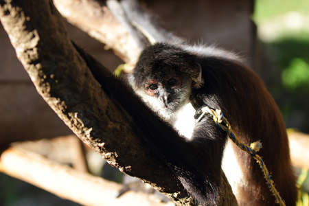 Spider monkey (Ateles geoffroyi)