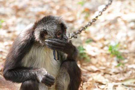 Spider monkey (Ateles geoffroyi)