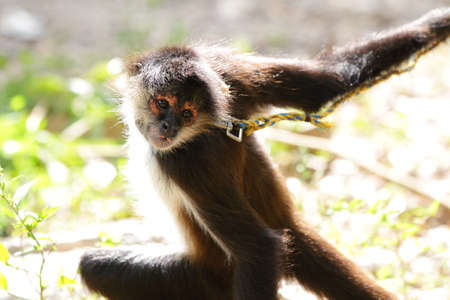 Spider monkey (Ateles geoffroyi)