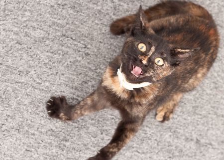 Little Kitten with a Startled Expression on Faceの写真素材