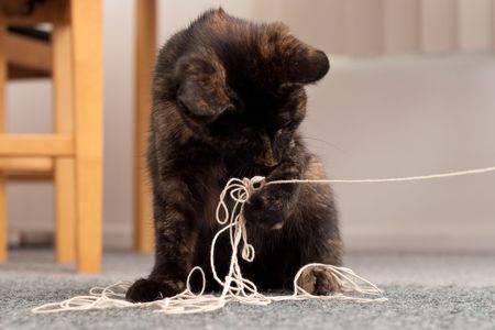 Little Kitten Playing with Stringの写真素材