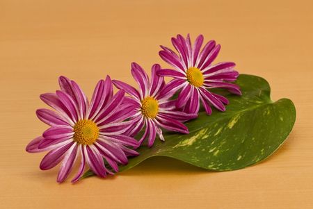 Purple Flowers with Yellow Budの写真素材