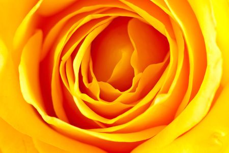 Close Up Background of Yellow Rose の写真素材