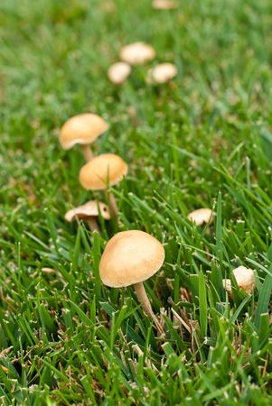 Mushrooms Growing in Grassの写真素材