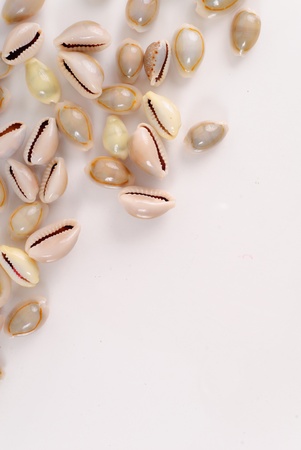 Miniature Shells Scattered on Glass Backgroundの写真素材