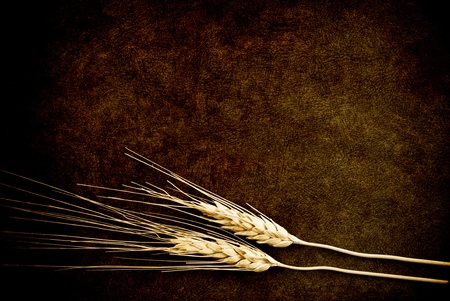 Grunge Abstract Texture Background with Wheat Stalksの写真素材