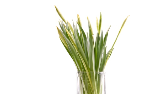 Green Leaves in Glassの写真素材