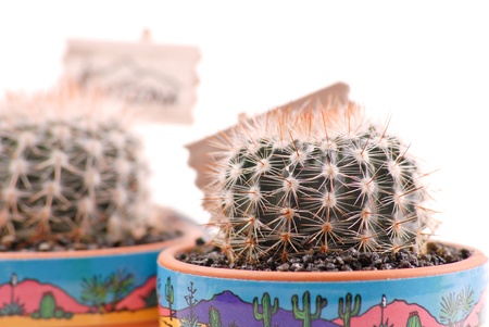 Cactus Desert Plant in Potの写真素材