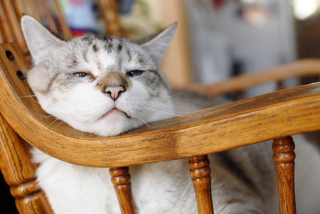 The Sleepy Catの写真素材