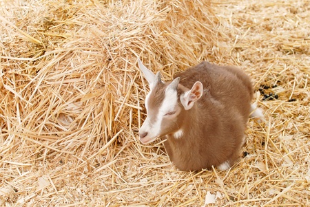 Billy Goat Lying Down in the Hayの写真素材