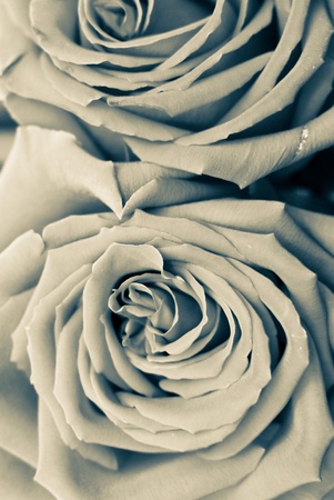 Aged Rosesの写真素材