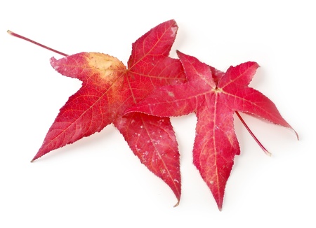 Maple Leavesの写真素材