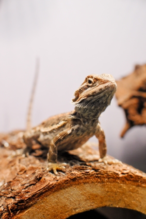 Bearded Dragon Pet sitting on a Logの写真素材