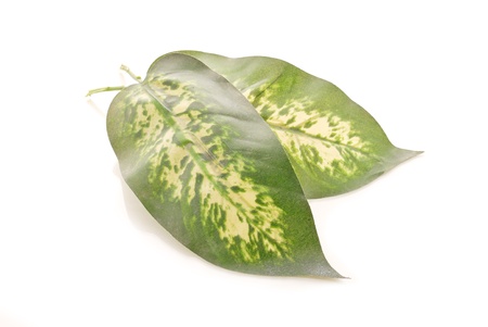 Large Leaves