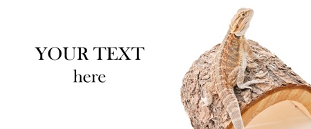 Juvenile Bearded dragon on Woodの写真素材