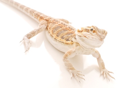 Close up of Bearded Dragonの写真素材