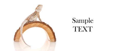 bearded Dragon Background with Space for Custom Textの写真素材