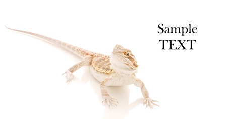 Juvenile Bearded Dragon Against White Background with Space for Textの写真素材