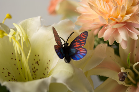 Butterflyの写真素材