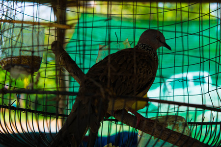 birdsの写真素材