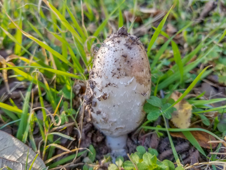 White Shaggy Mane mushroom growing in a grassy fieldの写真素材
